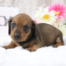 Dachshund Puppy Jazzy