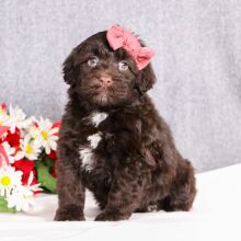 Portuguese Water Dog Puppy Hali