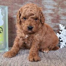 Goldendoodle Puppy Howie