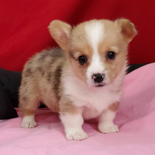 Pembroke Welsh Corgi Puppy Flower