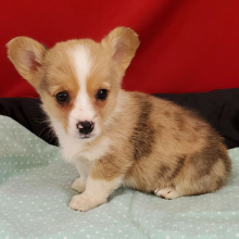 Pembroke Welsh Corgi Puppy Flower