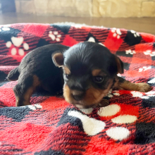 Yorkshire Terrier Puppy Super Man
