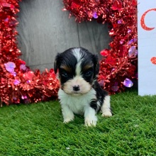 Cavalier King Charles Spaniel Puppy Quest