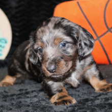 Dachshund Puppy Jaxon
