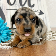 Dachshund Puppy Jacey