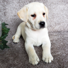 Labrador Retriever Puppy Edith