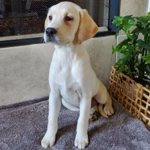 Labrador Retriever Puppy Edith