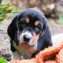 Basset Hound Puppy Kari