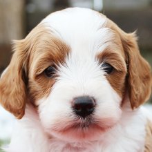 Cavapoo Puppy Debby