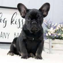 French Bulldog Puppy Butters