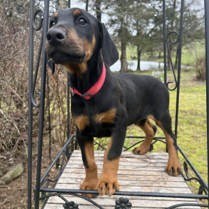 Doberman Pinscher Puppy Ruger