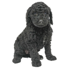 Poodle Puppy Elsa