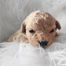 Goldendoodle Puppy Mr Finn