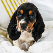 Basset Hound Puppy Kimberly
