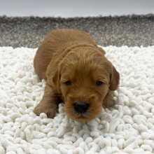Goldendoodle Puppy Leon