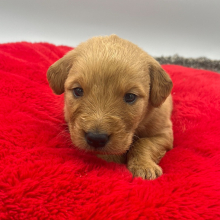 Golden Retriever Puppy Barbie