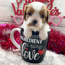 Cavalier King Charles Spaniel Puppy June
