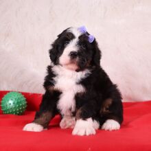 Bernedoodle Puppy Isla
