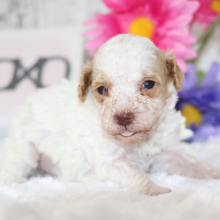 Poodle Puppy Bowen
