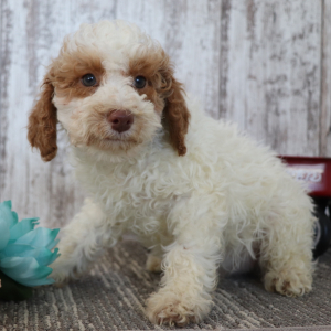 Poodle Puppy Bowen