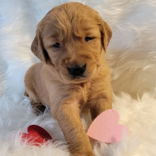 Golden Retriever Puppy Rosy