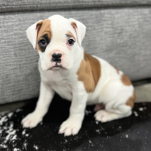 Boxer Puppy Scout