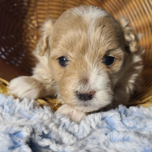 Maltipoo Puppy Mr Piper