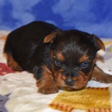 Yorkshire Terrier Puppy Dreamer