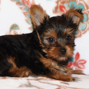 Yorkshire Terrier Puppy Dreamer
