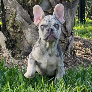 French Bulldog Puppy Vin