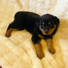 Rottweiler Puppy Max