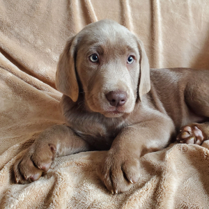 Labrador Retriever Puppy Truman