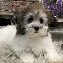 Puppy