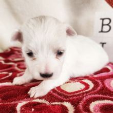 Maltese Puppy Ellie