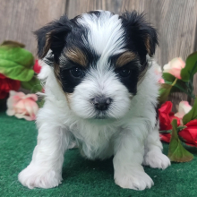 Yorkshire Terrier Puppy Fozzy