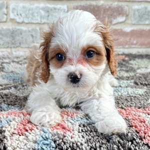 Cavapoo Puppy Cora