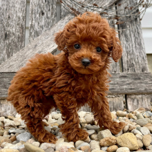 Puppy