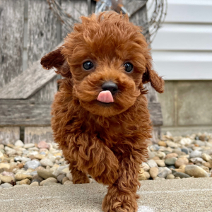Poodle Puppy Kyson