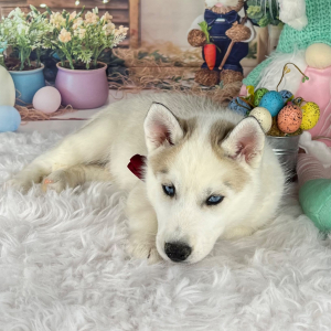 Siberian Husky Puppy Shade