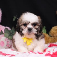 Puppy