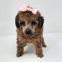 Puppy