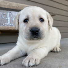 Puppy
