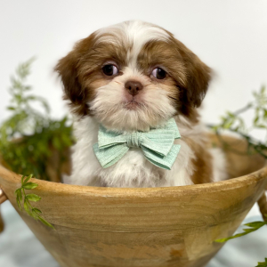 Shih Tzu Puppy Cooper