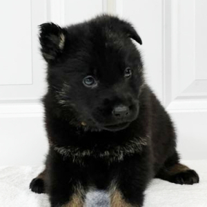 German Shepherd Dog Puppy Hoss