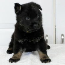 German Shepherd Dog Puppy Hoss