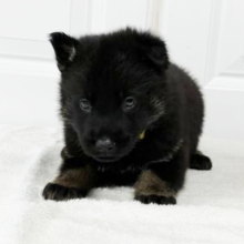 German Shepherd Dog Puppy Hoss