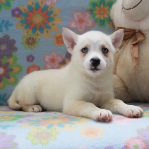 Pomsky Puppy Adam