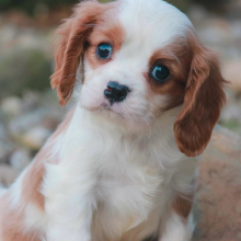 Puppy
