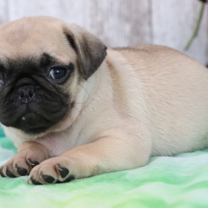 Pug Puppy Donna