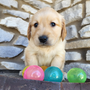 Golden Retriever Puppy Abigail